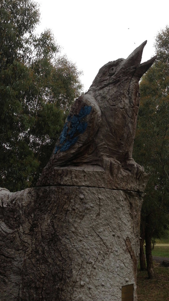 Kookaburra at Dunkeld red