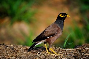 800px-Indian_Myna