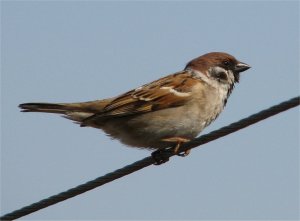 Sparrow