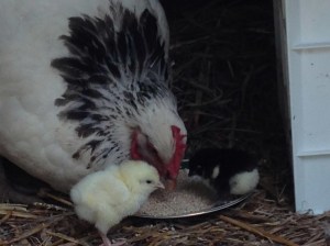Mama Bea and chicks 2