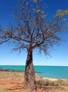 Boab Tree Town Beach Broome
