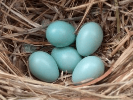 Screen Shot 2015-07-29 at 11.56.39 am