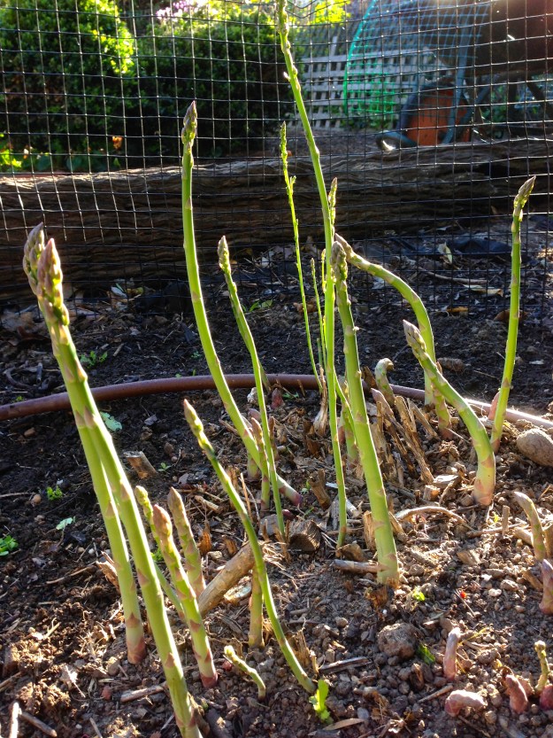 Asparagus bed