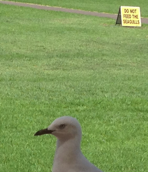 Screen Shot 2016-02-24 at 6.14.42 pm