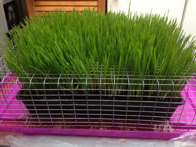 Wheat grass D 7