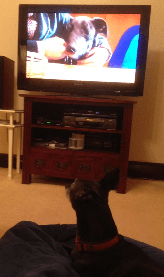 Ziggy watches greyhound