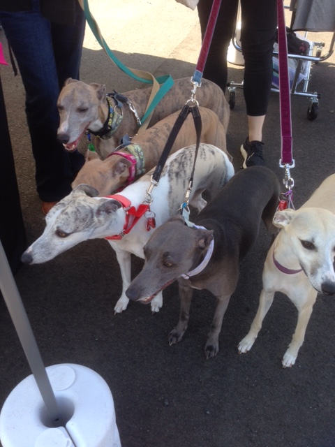 A Slender of whippets