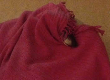Whippet hiding
