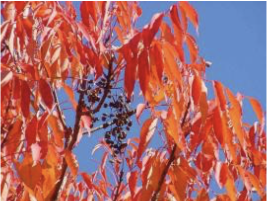 Screen Shot 2018-05-24 at 3.38.42 pm